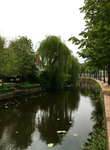 Treurwilg. {Weeping Willow}